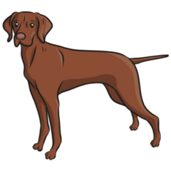 Vizsla Illustration Sticker