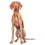 Vizsla Long Dog Sticker