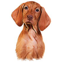 Vizsla Pointer Puppy Sticker