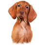 Vizsla Pointer Puppy Sticker