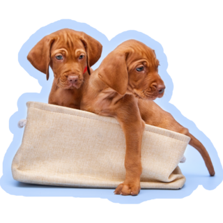 Vizsla Puppy Bag Sticker