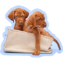 Vizsla Puppy Bag Sticker
