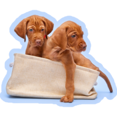 Vizsla Puppy Bag Sticker