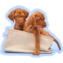 Vizsla Puppy Bag Sticker