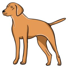 Vizsla Simple Sticker