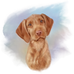 Vizsla Watercolor Background Sticker