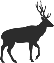 Walking Buck With Antlers Sticker