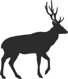 Walking Buck With Antlers Sticker