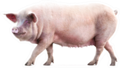 Walking Pig Isolated On White Sticker