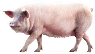 Walking Pig Isolated On White Sticker