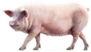 Walking Pig Isolated On White Sticker