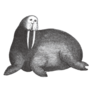 Walrus Doodle Sketch Sticker