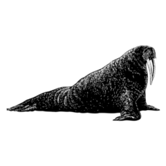 Walrus Hand Drawn Sticker