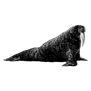 Walrus Hand Drawn Sticker