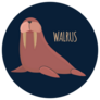 Walrus Icon On Dark Background Sticker