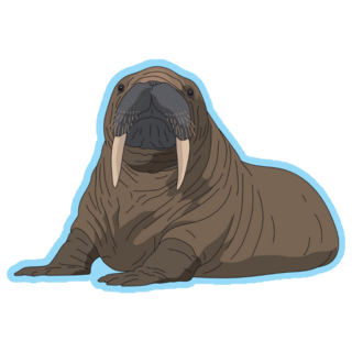 Walrus On Blue Sticker