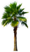 Washington Palm Tree Sticker
