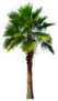 Washington Palm Tree Sticker