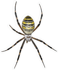 Wasp Spider Sticker