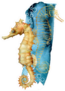 Watercolor And Line Art Seahorse Composition Sticker
