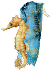 Watercolor And Line Art Seahorse Composition Sticker