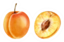 Watercolor Apricot Fruit Sticker
