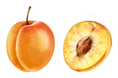 Watercolor Apricot Fruit Sticker