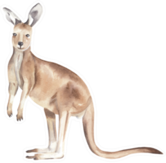 Watercolor Australian Hand Painted Kangaroo Sticker