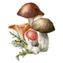 Watercolor Autumn Composition With Mushrooms Sticker