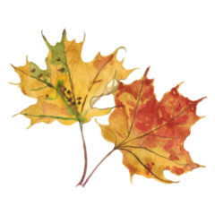 Watercolor Autumn Maple Leaves Canada Sticker