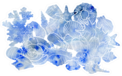 Watercolor Background With Seashells In Blue Sticker