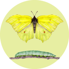 Watercolor Beautiful Yellow Butterfly And Caterpillar Sticker