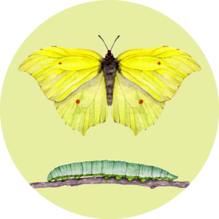 Watercolor Beautiful Yellow Butterfly And Caterpillar Sticker
