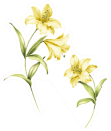 Watercolor Beautiful Yellow Lily Flower Illustration Sticker