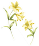 Watercolor Beautiful Yellow Lily Flower Illustration Sticker