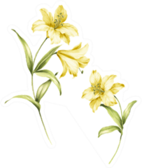 Watercolor Beautiful Yellow Lily Flower Illustration Sticker