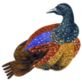 Watercolor Bird Partridge Sticker
