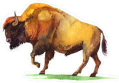 Watercolor Bison Buffalo Sticker