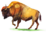 Watercolor Bison Buffalo Sticker