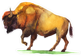 Watercolor Bison Buffalo Sticker