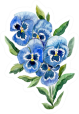 Watercolor Blue Pansy Bouquet Isolated On White Sticker