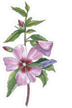 Watercolor Botanical Illustration Of Hibiscus Sticker