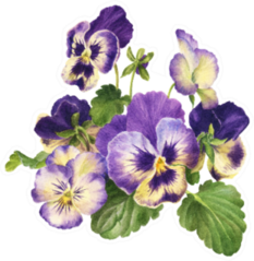 Watercolor Bouquet Of Pansies, Hand Drawn Floral Sticker