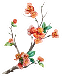 Watercolor, Branch Chinese Cherry Blossom Sticker