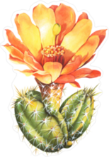 Watercolor Cactus with Orange Flower Sticker