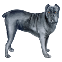 Watercolor Cane Corso Sticker