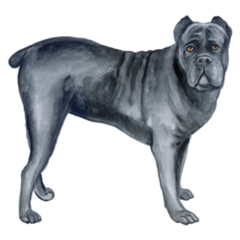 Watercolor Cane Corso Sticker
