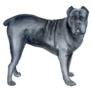 Watercolor Cane Corso Sticker