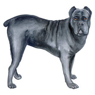 Watercolor Cane Corso Sticker