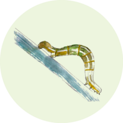 Watercolor Caterpillar Moth Sticker